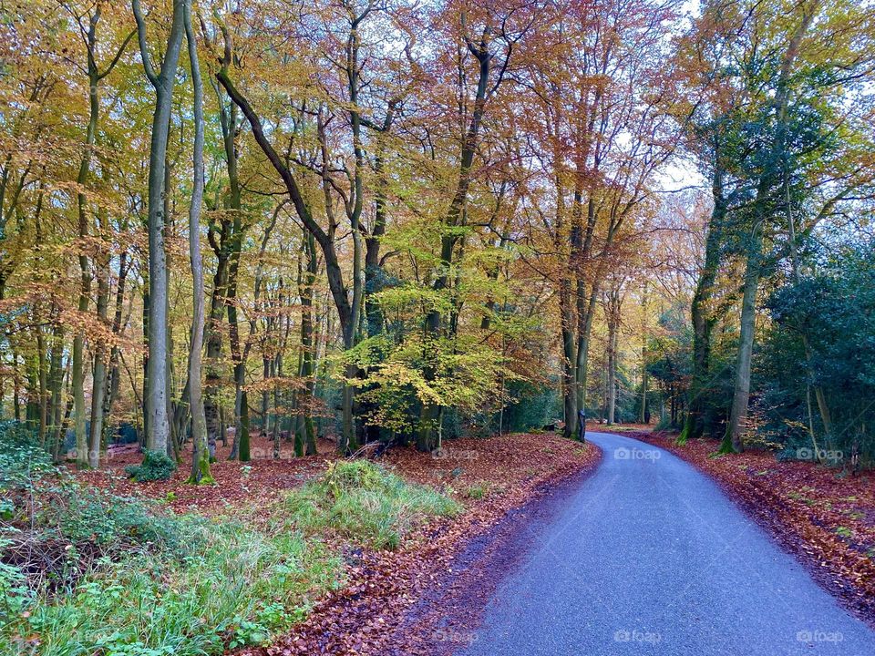 November along English roads, Berkshire