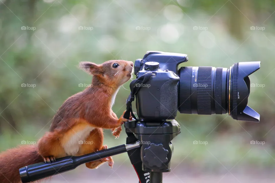 Red squirrel getting ready to shoot on camera