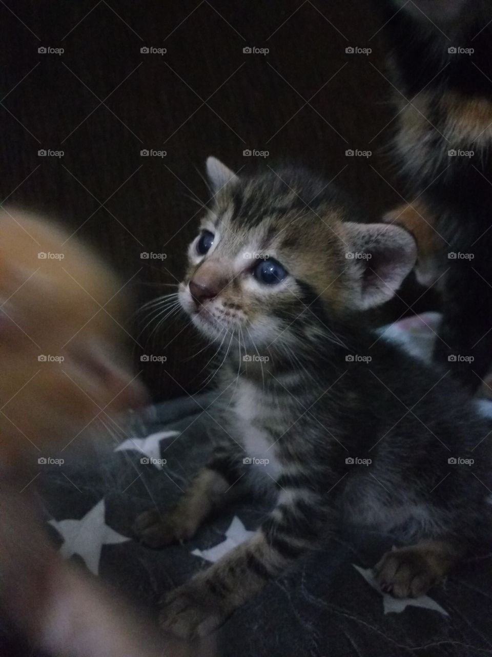 View of kitten looking away