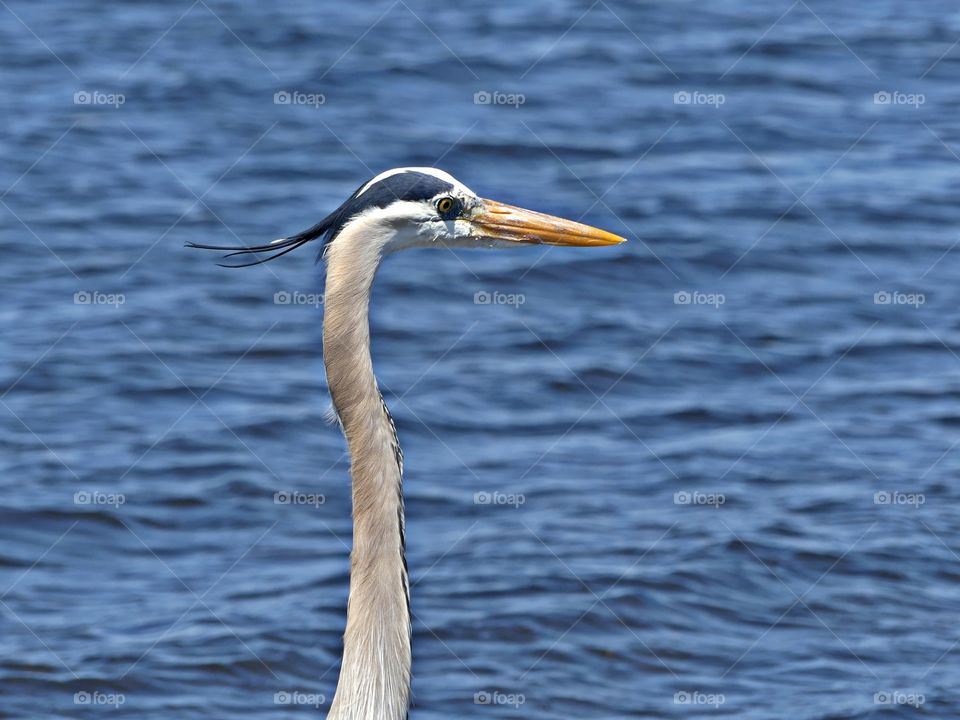 Animals captured on camera - A Great Blue Heron is strutting along the bay shore line looking for an easy fish to catch. His hair is blowing during a windy day