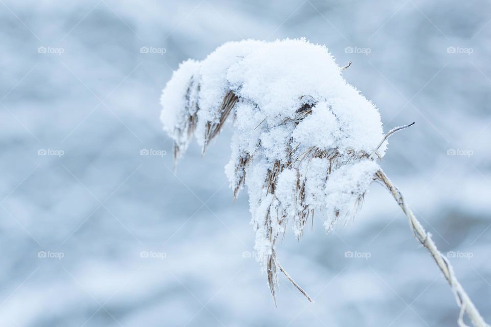 Return of winter, closeup of grass covered in deep fresh snow 
