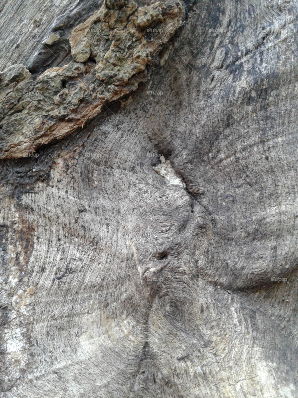 tree knot/bark