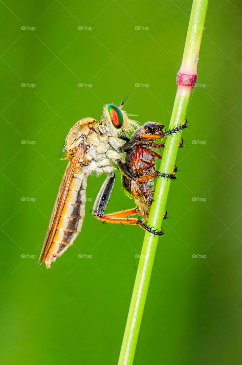 Robber Fly