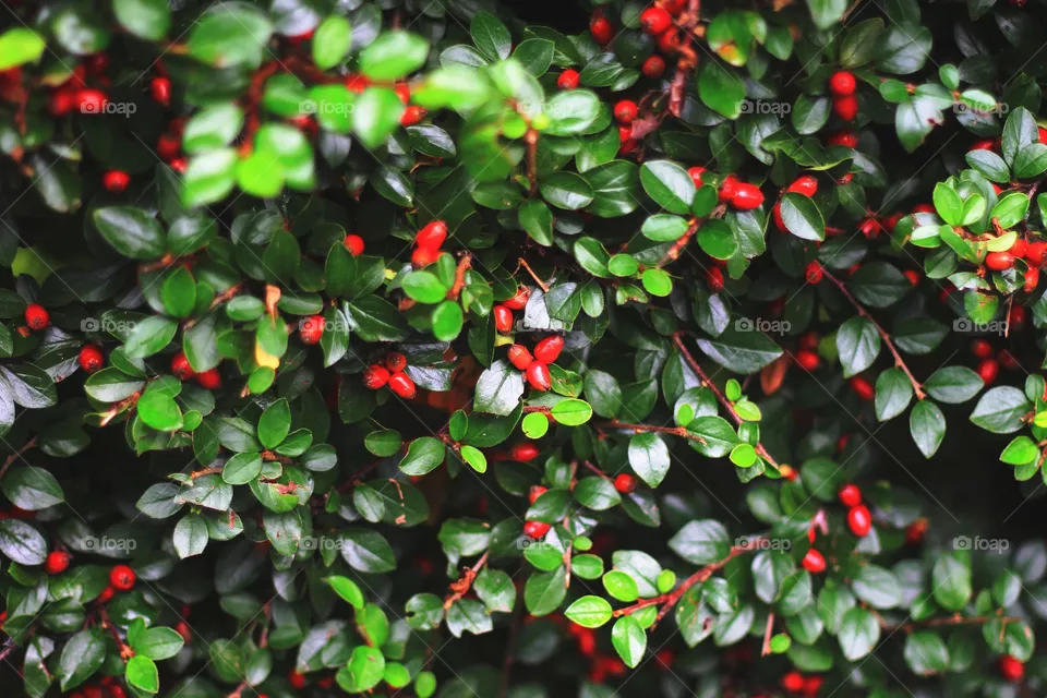 Red berries