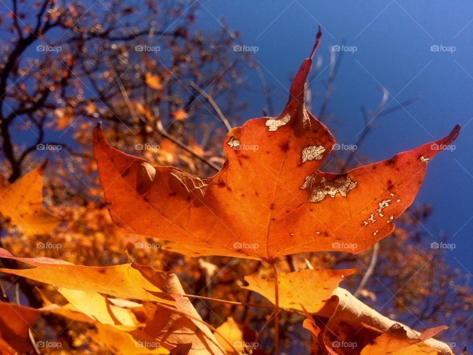 Fall leaf