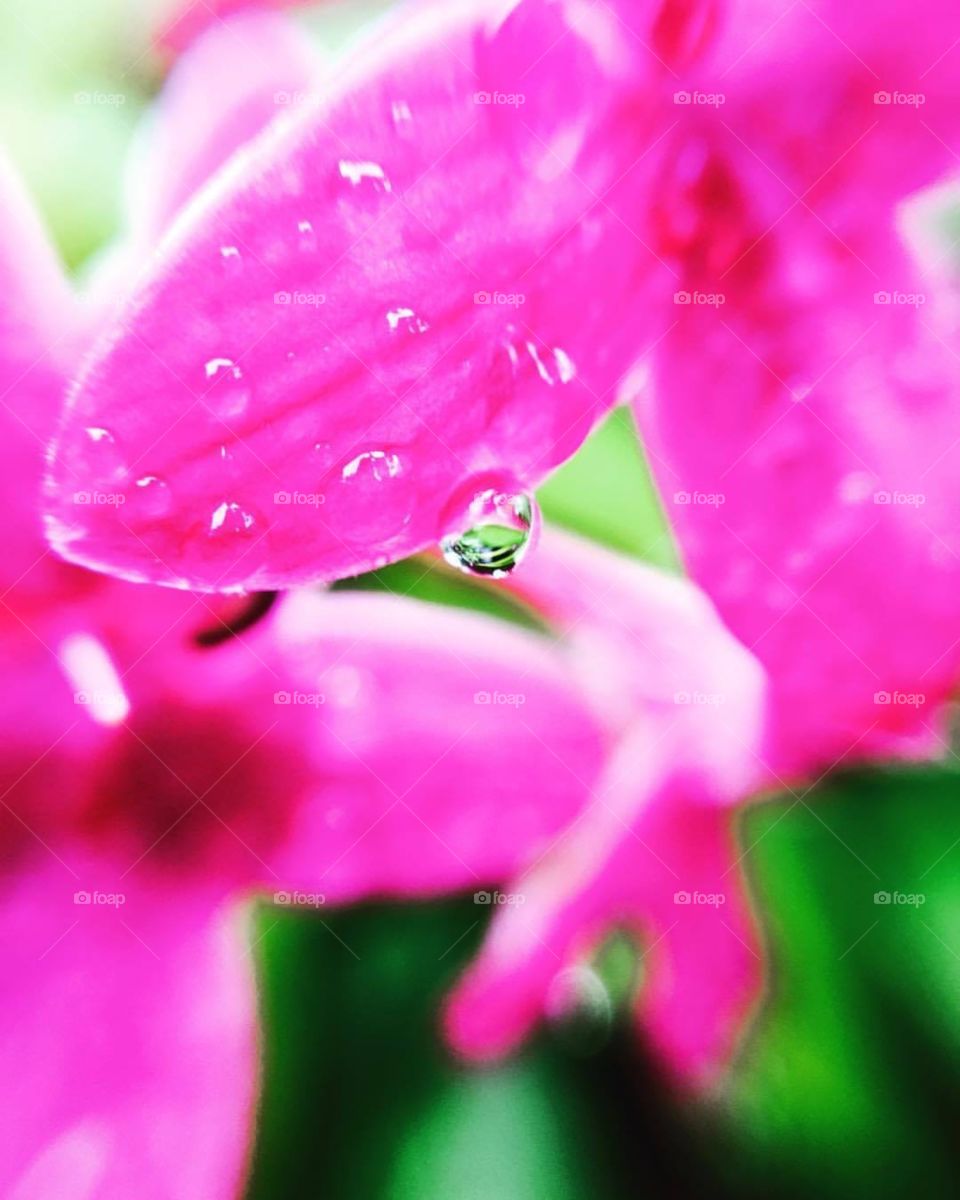 Awesome nature moments when droplets are on petals and other leaves can be seen through droplets! Felt really awesome when I clicked it. Probably one of the best clicks I have ever clicked ! 