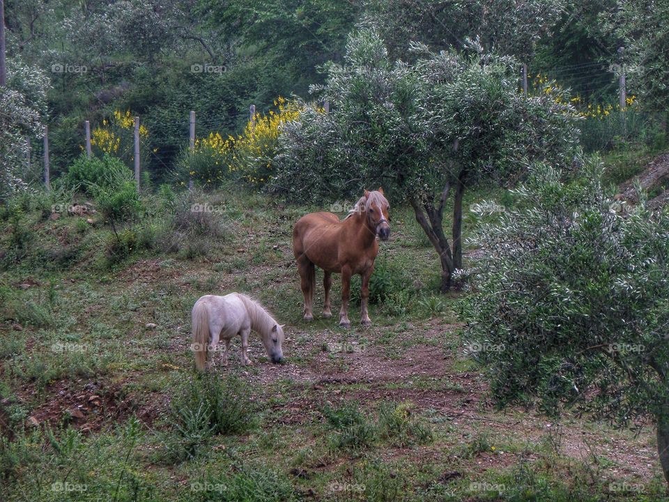 Majestic horses