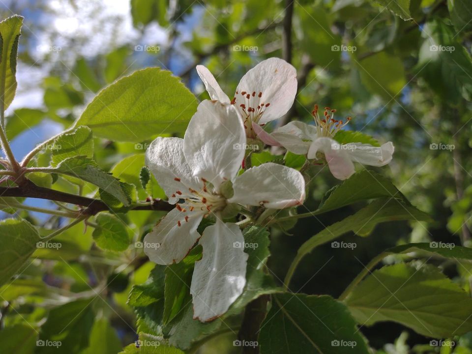 apple tree blossoms