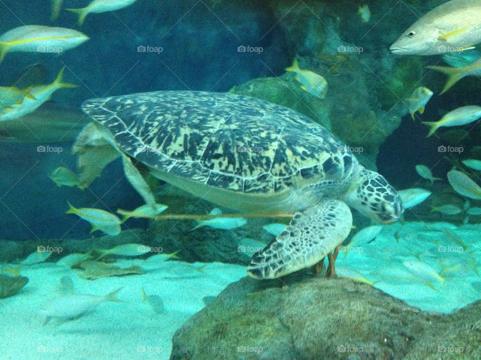 beach water fish swimming by refocusphoto