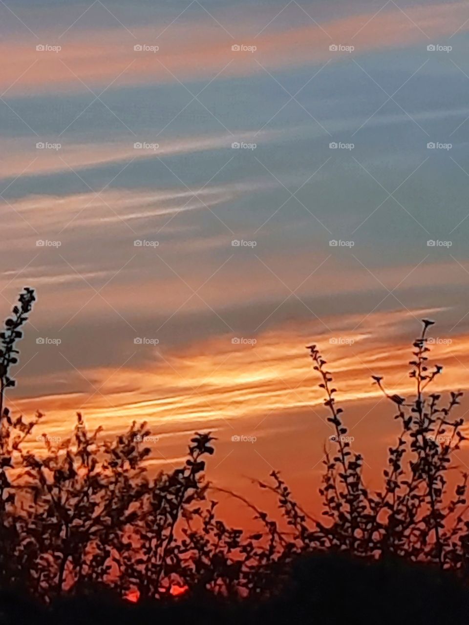 sunrise with orange sky and black silhouette of shrubs