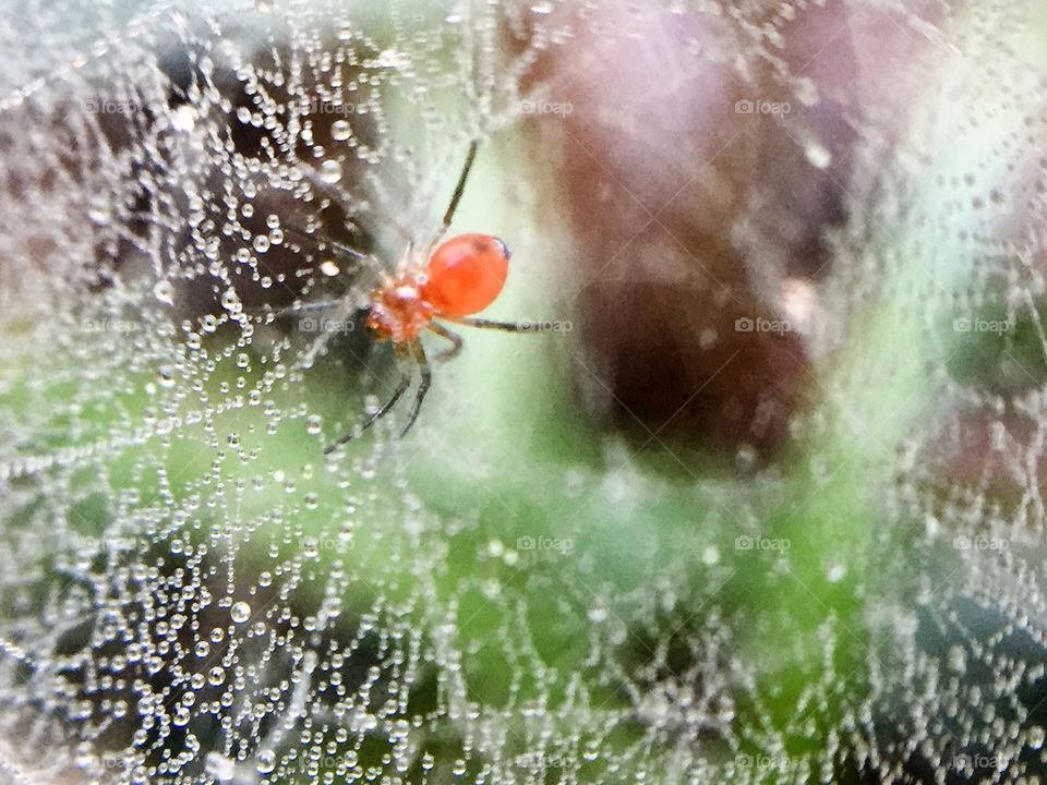  Macro spider