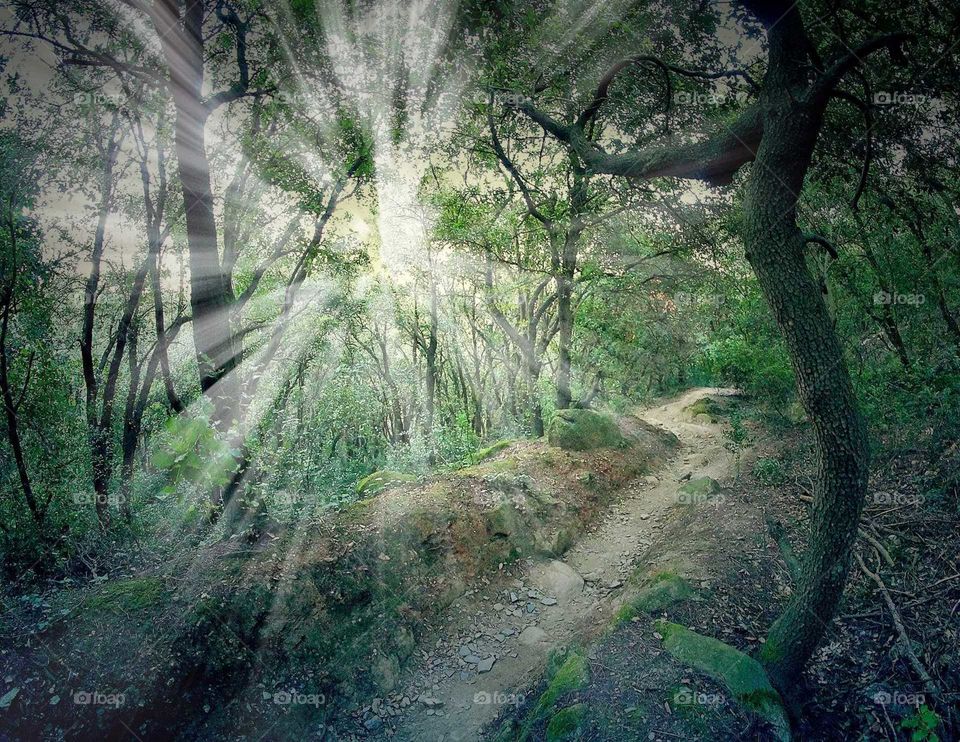 Light in trail forest