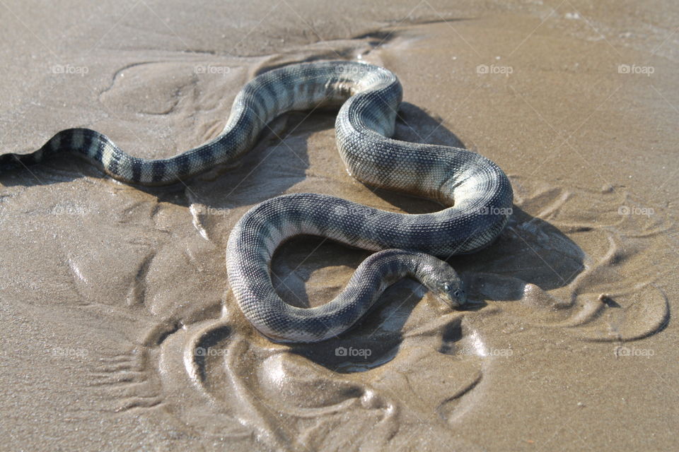 Deadly Sea Snake 2
