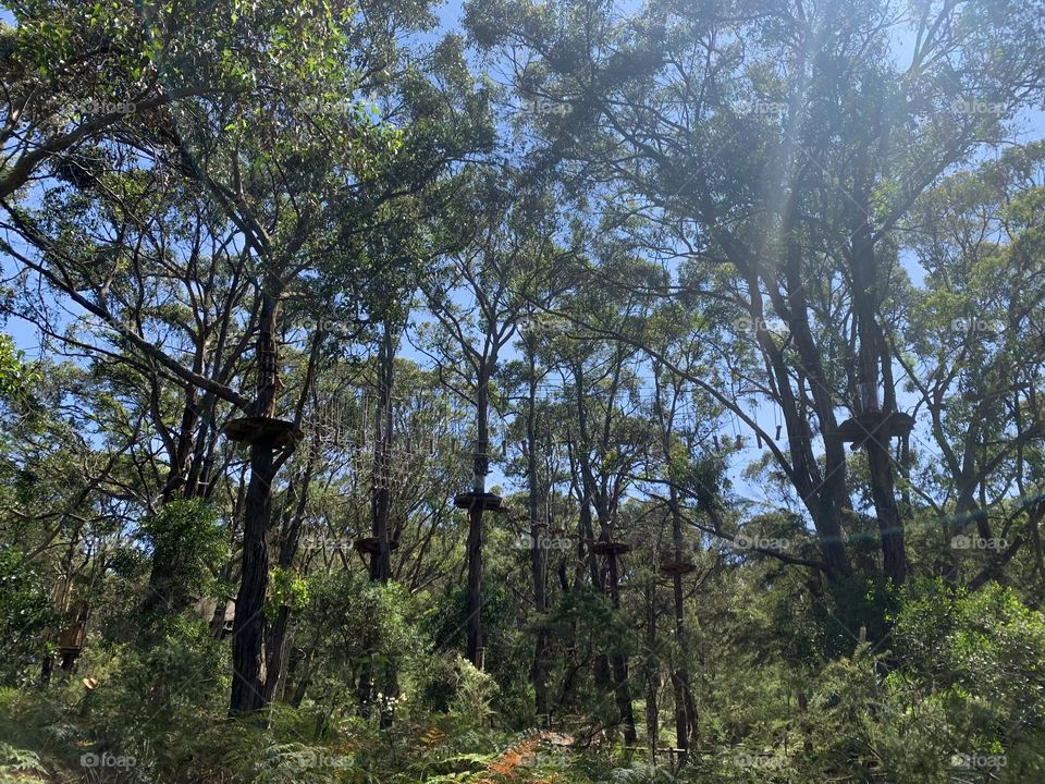 Tree surfing 