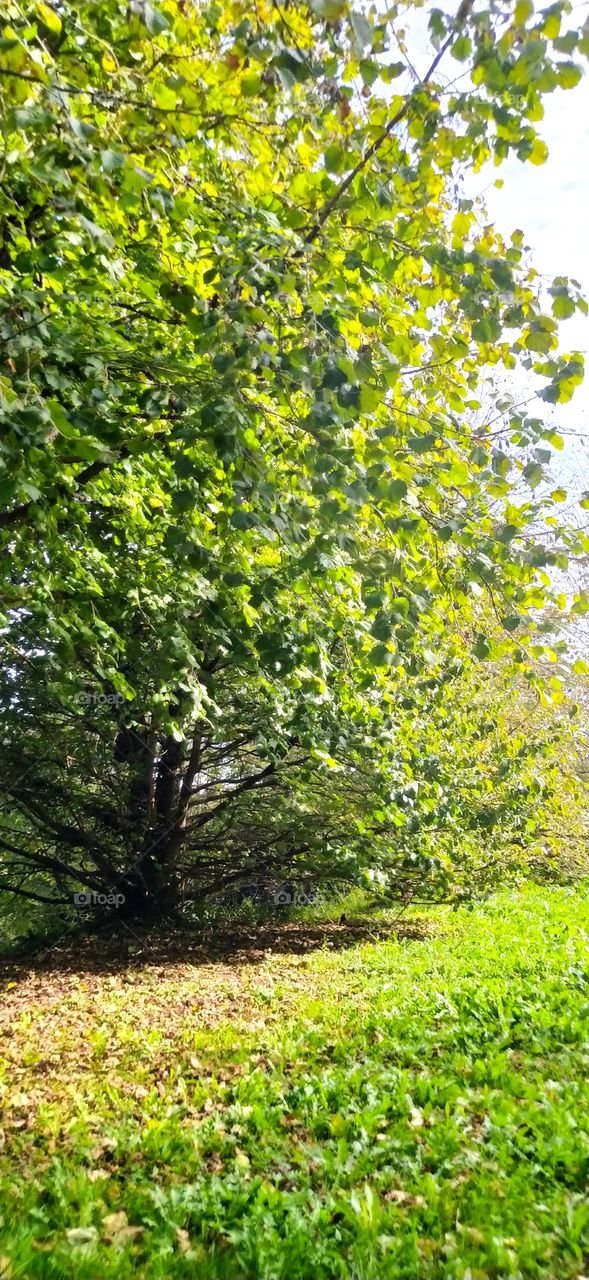 del verde al estio 🍂