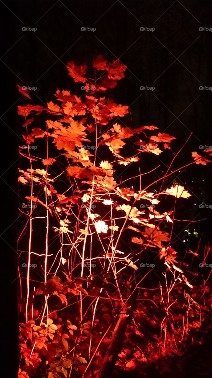 Light on orange leaves. Light on orange leaves