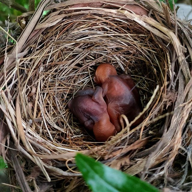 Two beautiful little birds