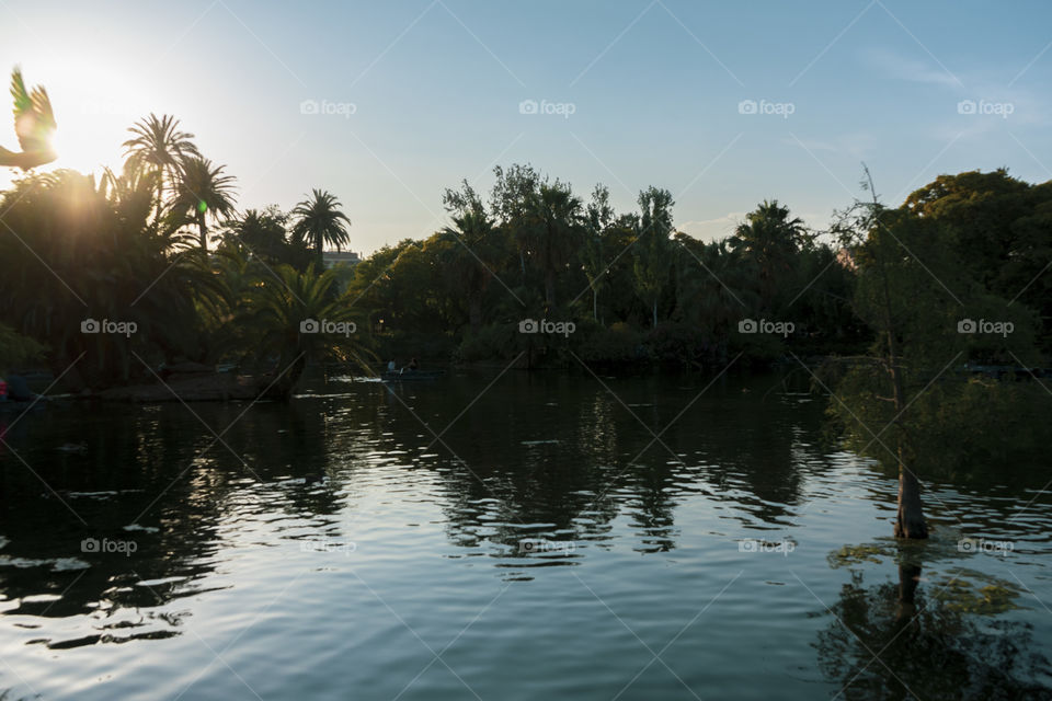 Reflection of trees in a pond in the Ciutadella park in Barcelona.