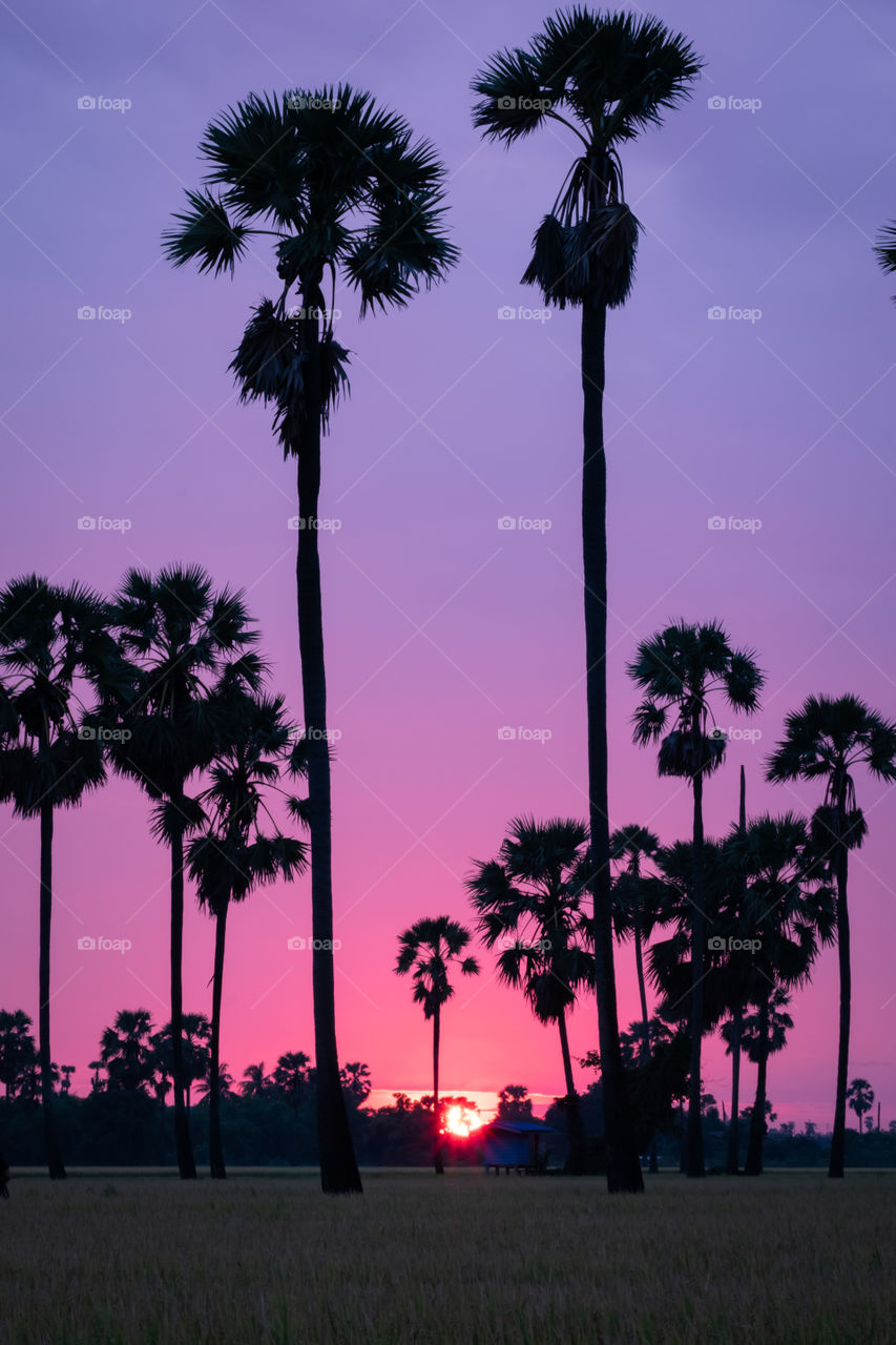 Beauty silhouette of palm tree shape in front of morning sky background