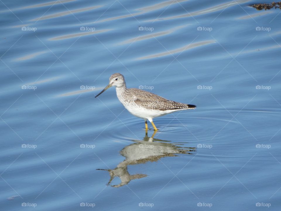 Black Necked Stilt Shorebird 