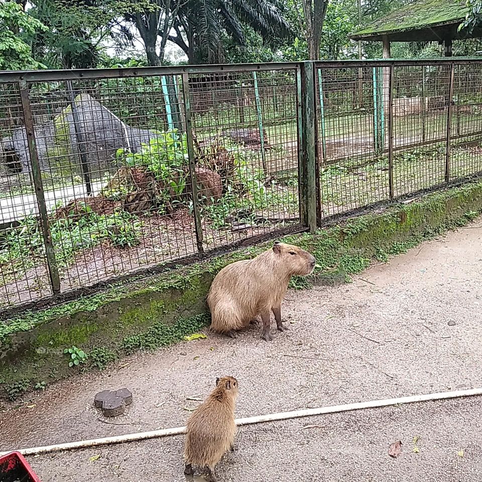 Capybara