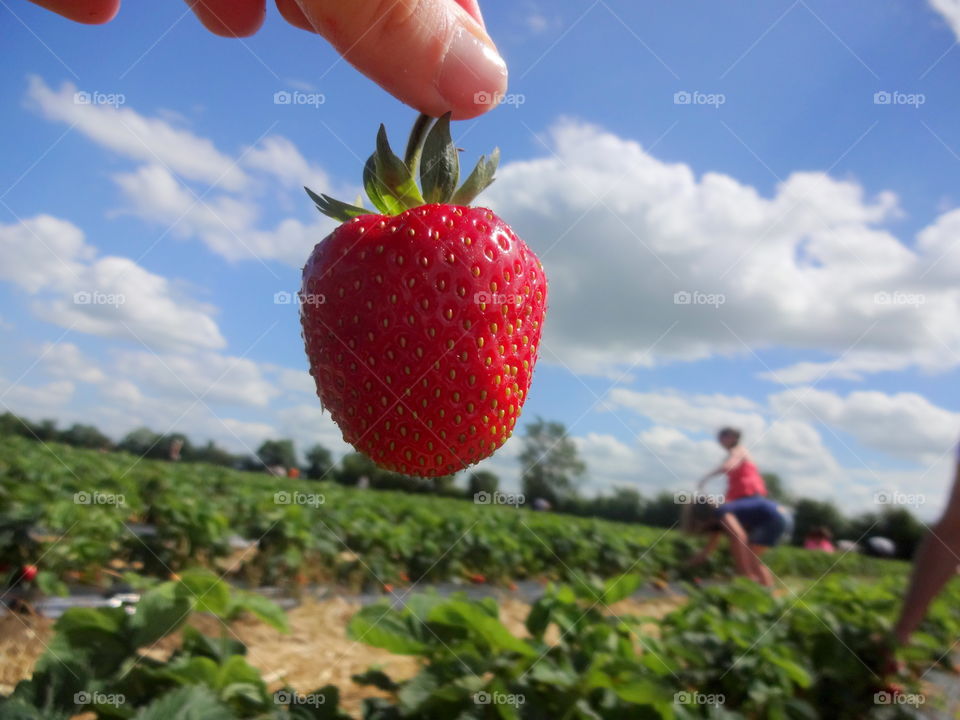 syrawberry in macro