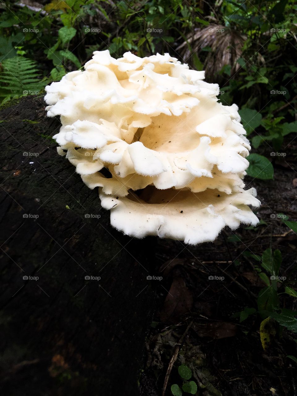 Mushrooms in South Florida forest 