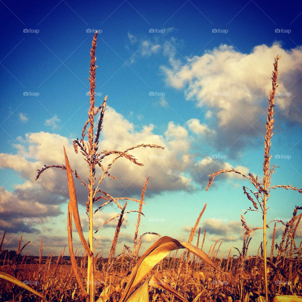 Autumn crops