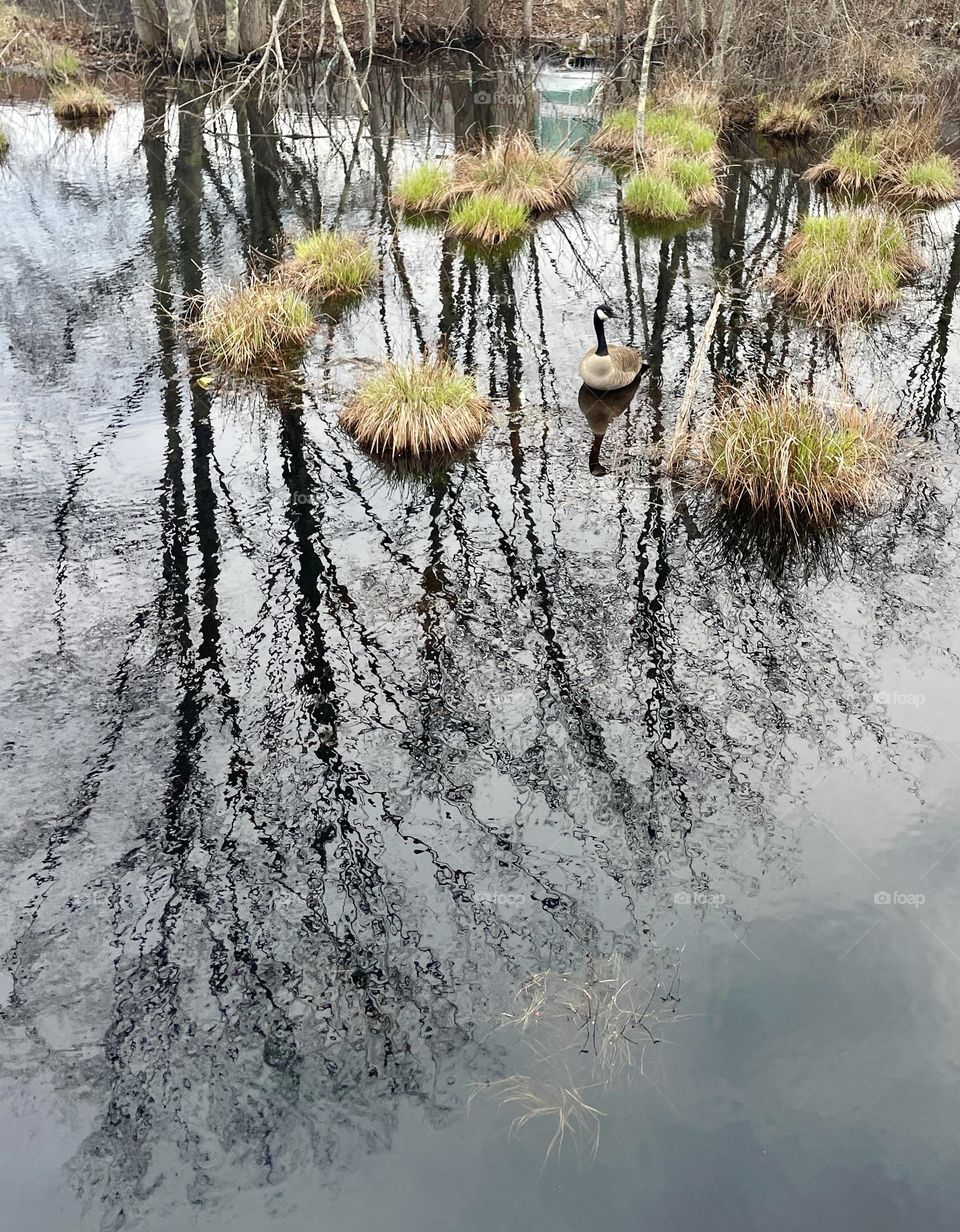A lone Canadian goose glides across a pond near the Assabet River Rail Trail, as wind-blown ripples distort tree reflections that look sketched in charcoal.