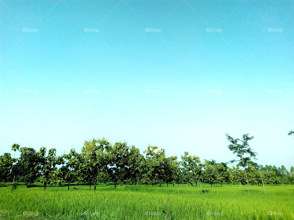 tree,sky,field