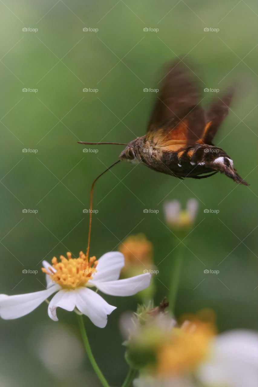 hummingbird hawk moth looking for nectars