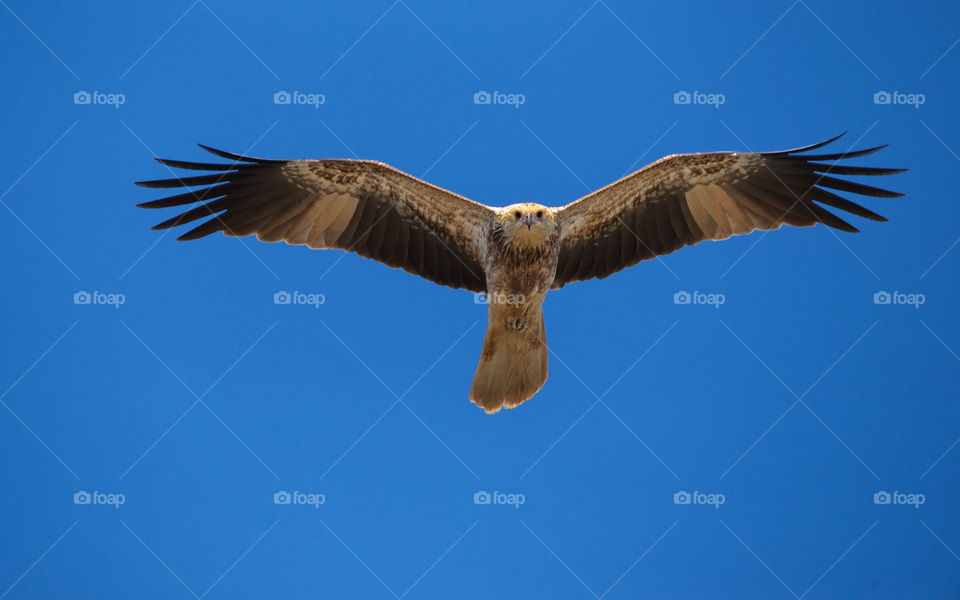 whistling kite flying over