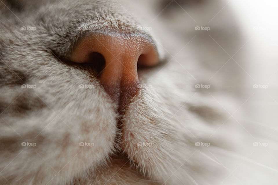 cat nose