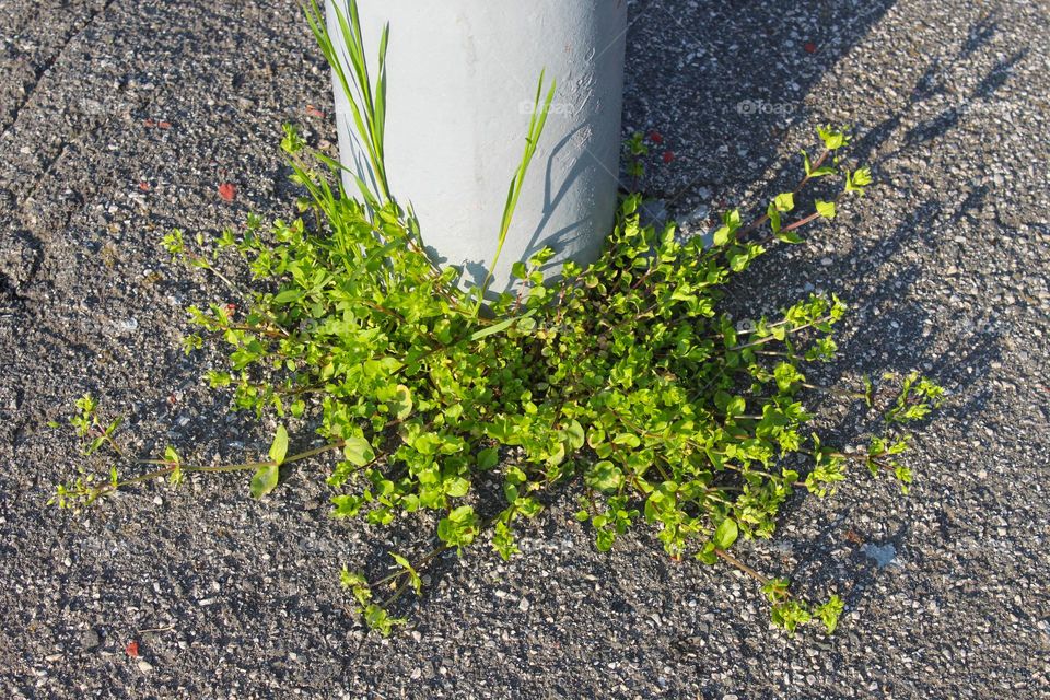 Grass that has sprouted from the concrete and rests on a metal lamppost