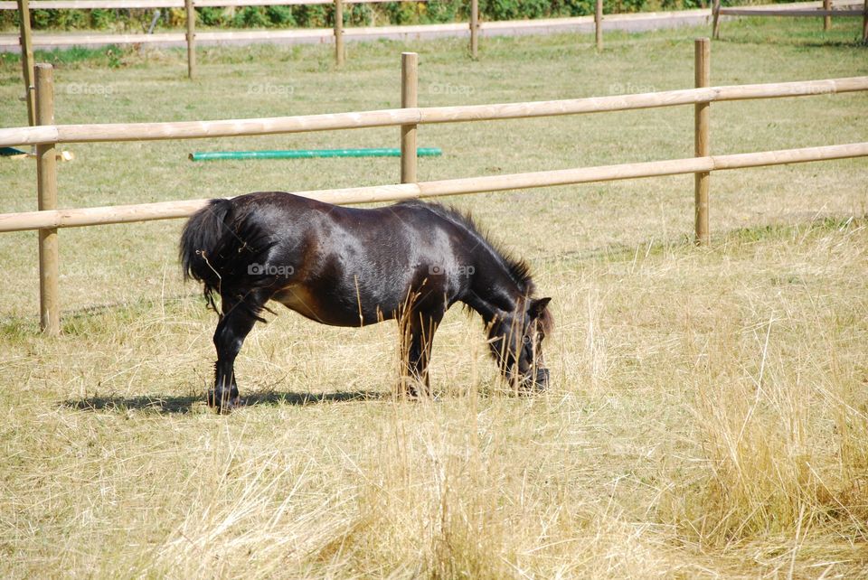 Shetland pony