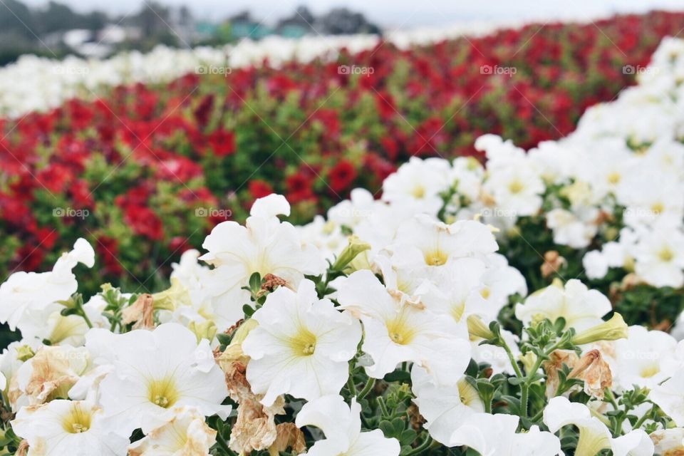 Flower Field 