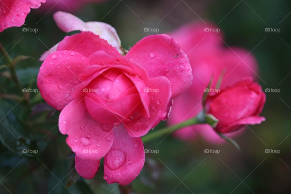 A pink rose