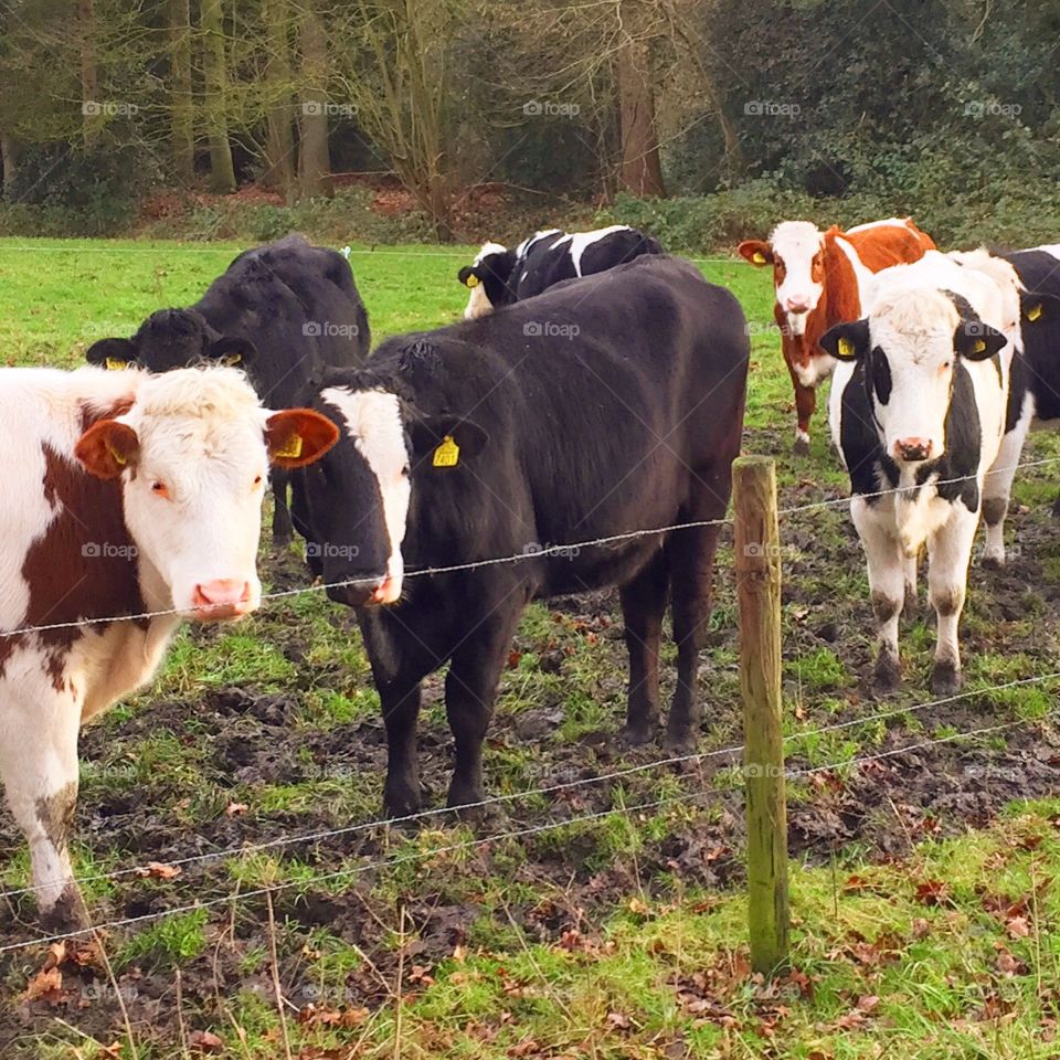 Dutch cows black and white