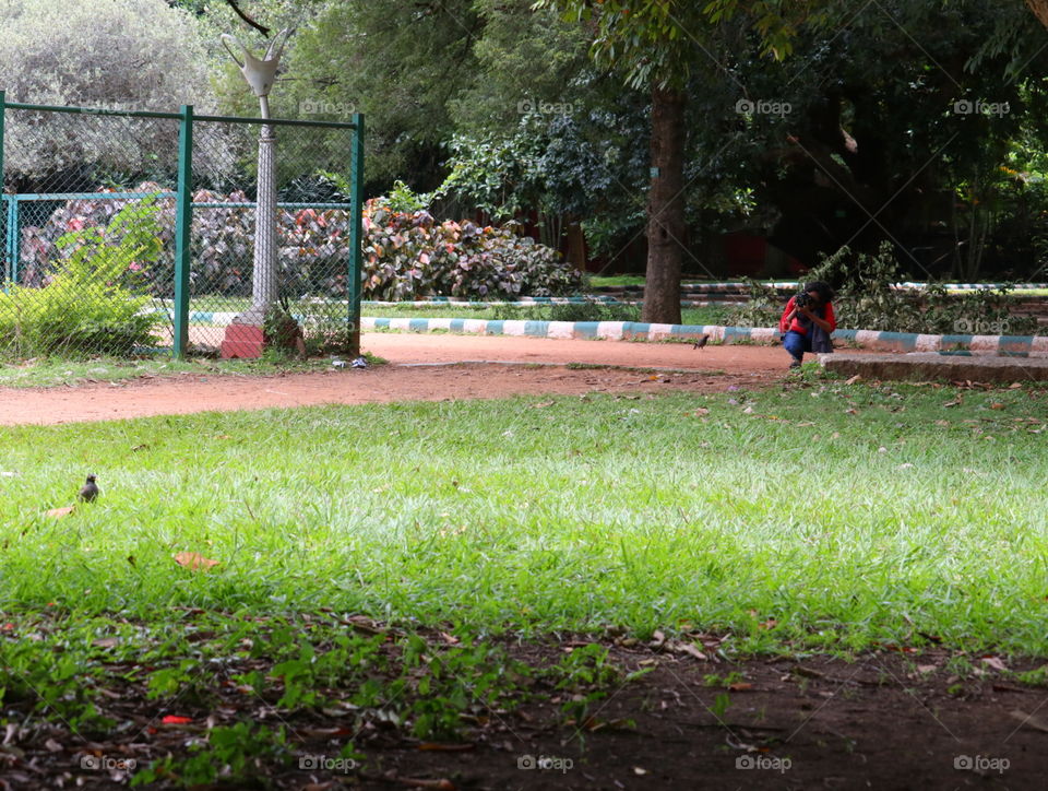 Garden, Landscape, Agriculture, Park, Flower