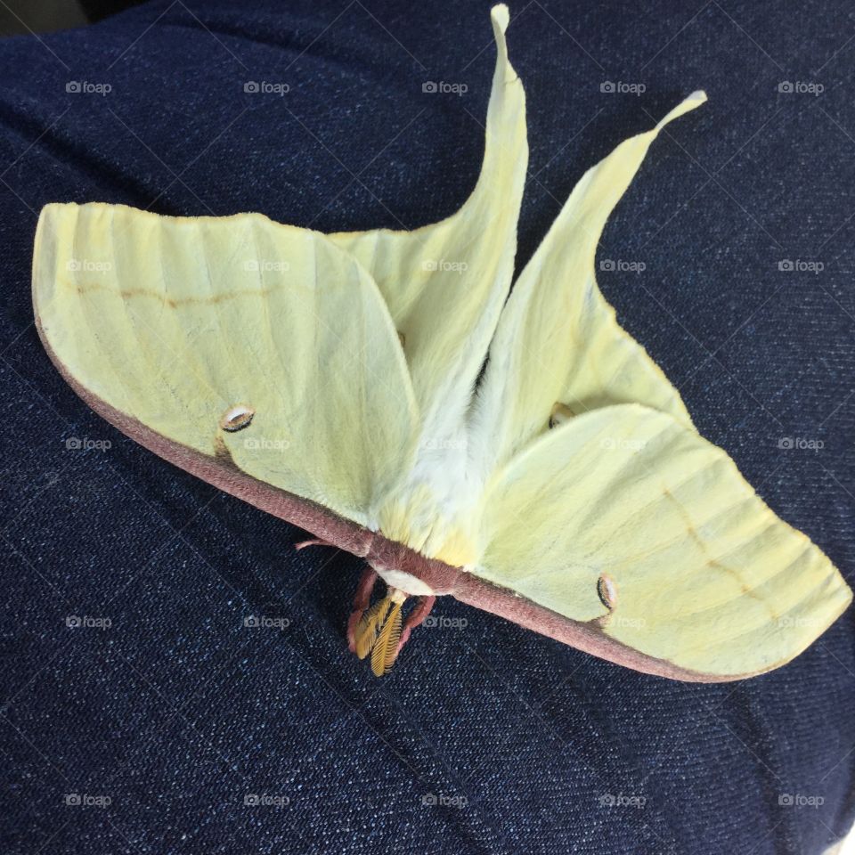 Found Luna Moth at work. Happy to see one so pristine.  