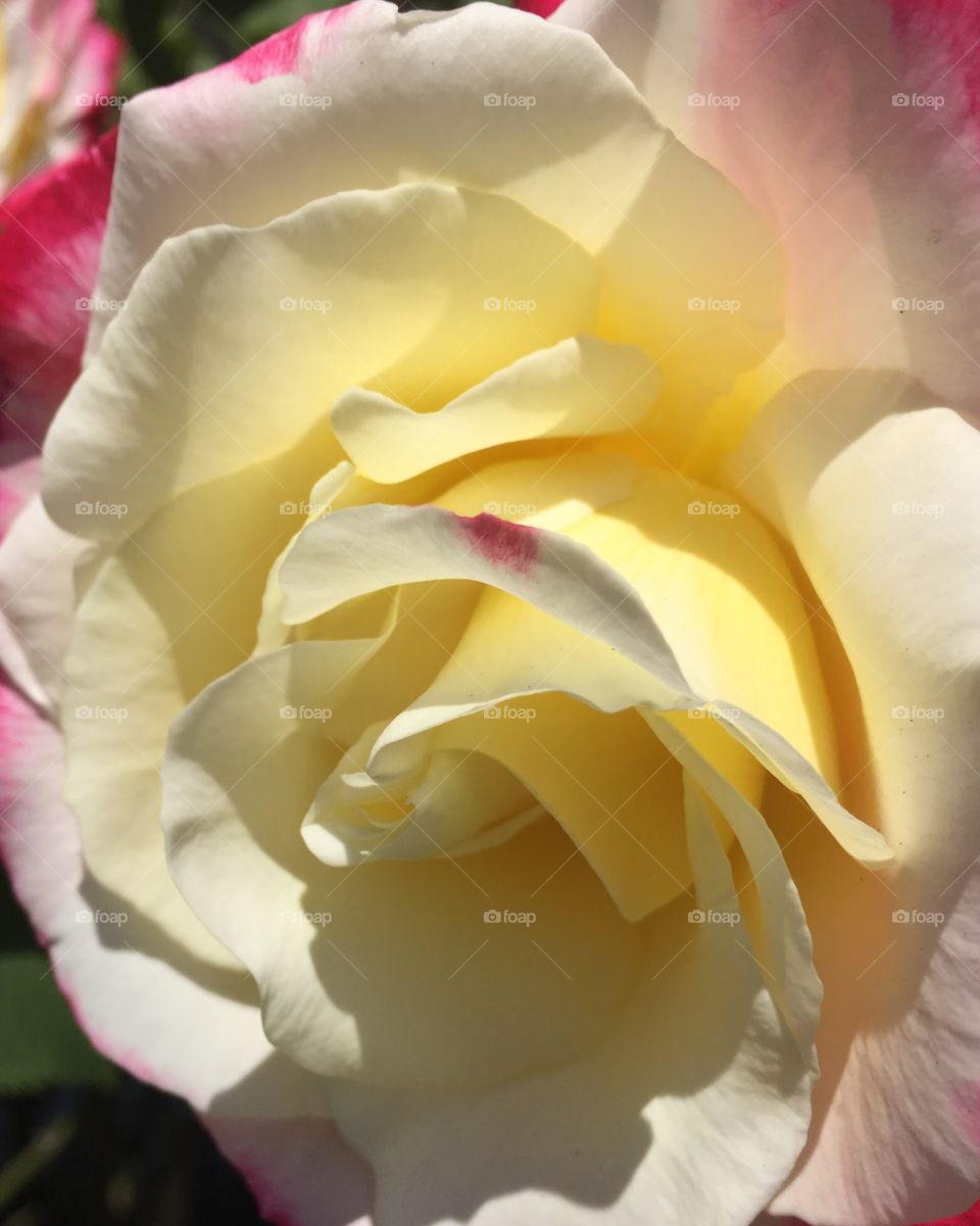 Carolina rose 