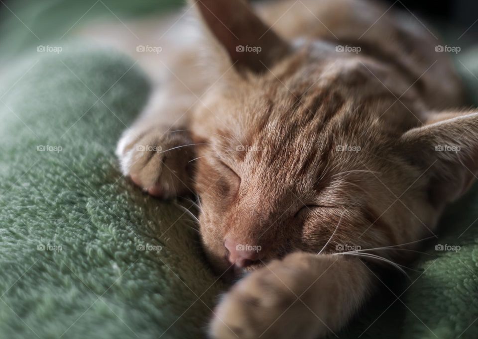 Small ginger kitten asleep on their person’s lap