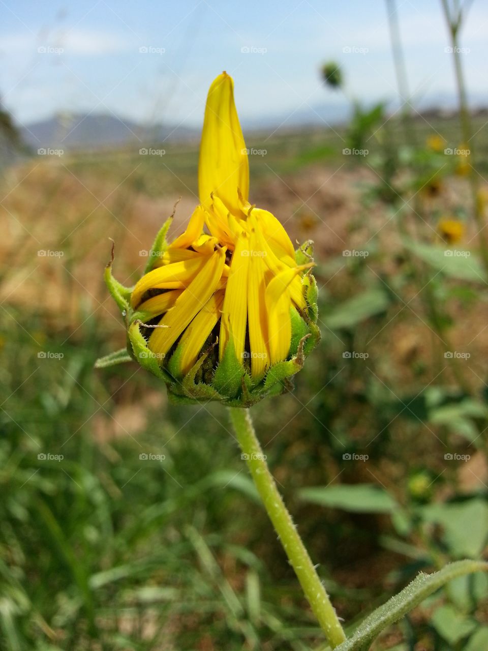 the birth of a sun flower