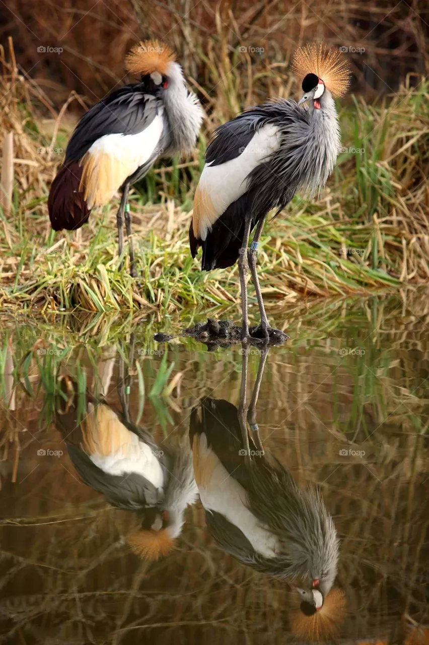 birds
