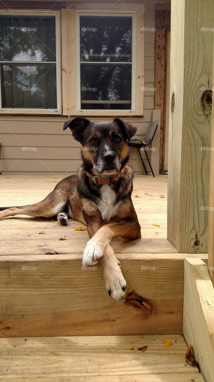 Not a pure breed of Beagle but I am a Beagle mix