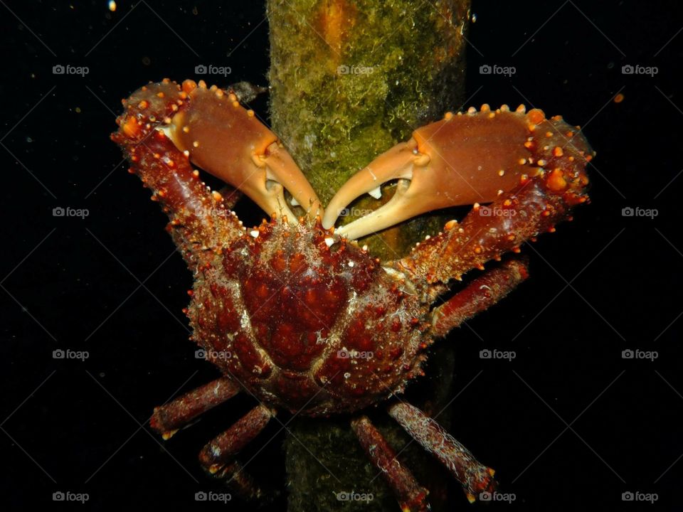 King crab