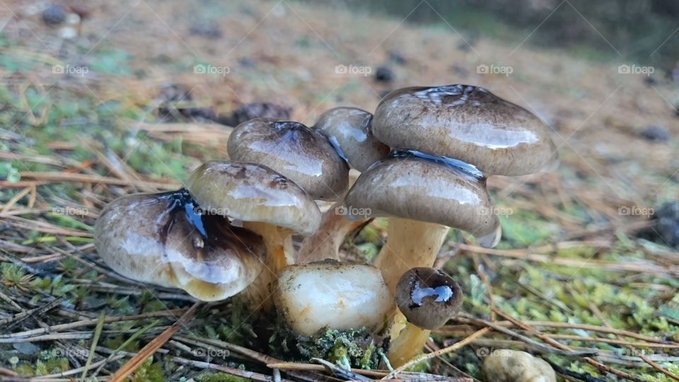 A group of mushrooms after rain