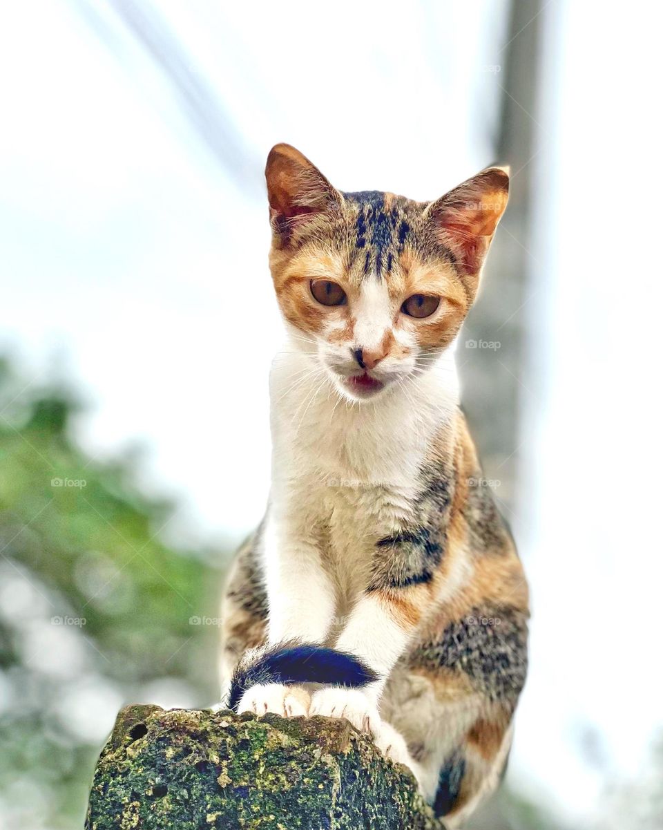 kitten with three colors