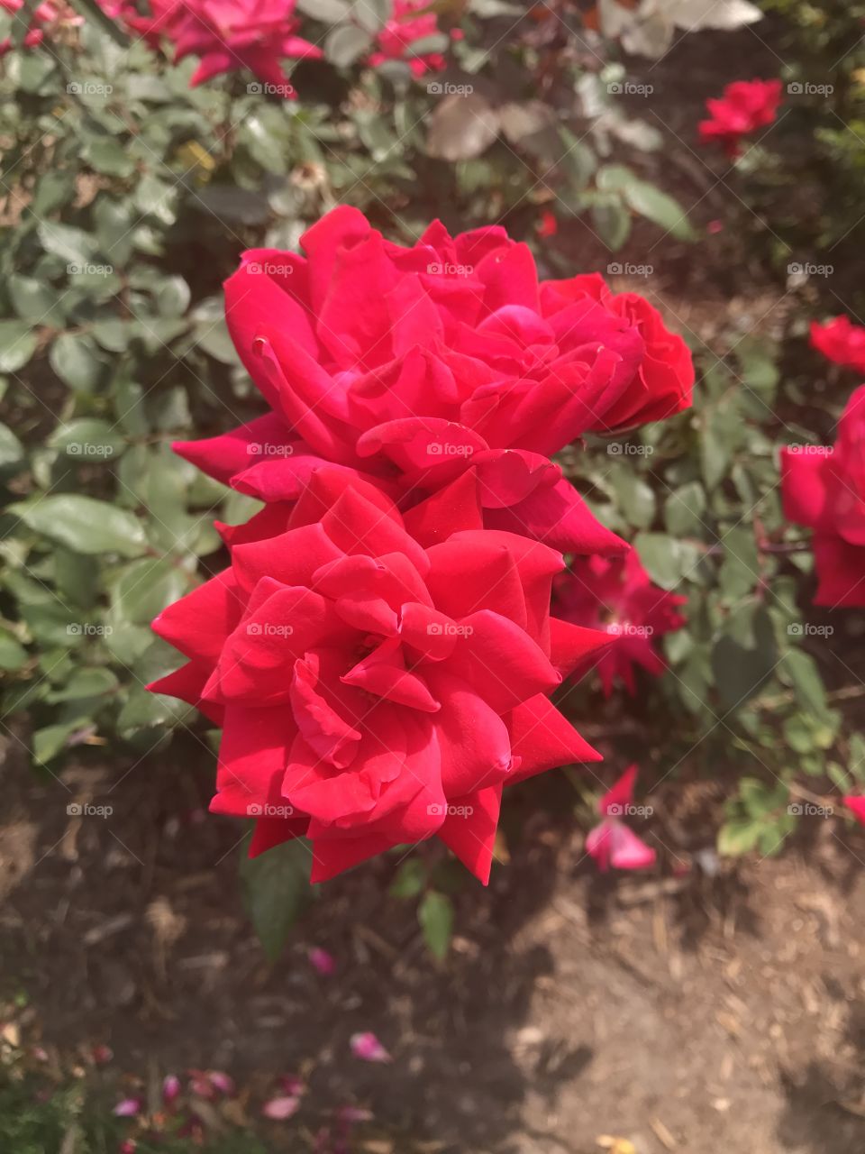 Red roses 