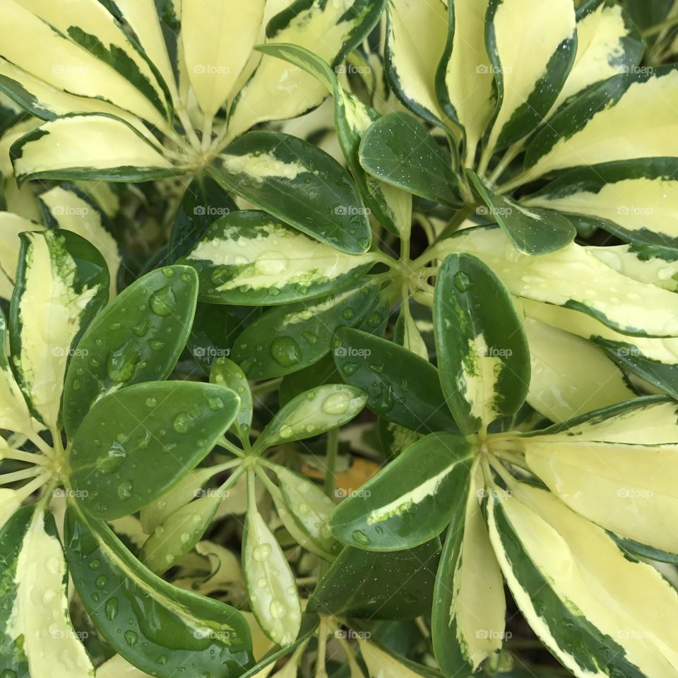 Foliage